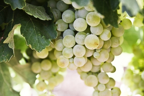 Cannellino di Frascati