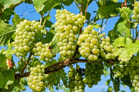 Frascati Superiore
