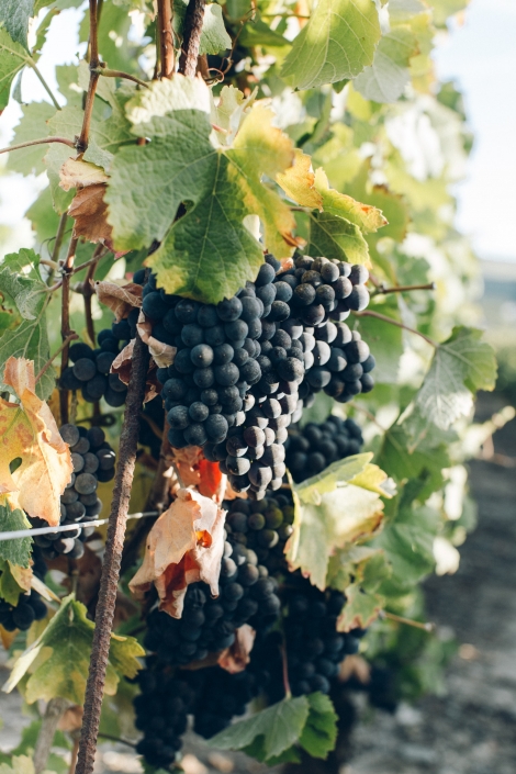 Barbera del Monferrato