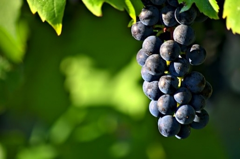 Carignano