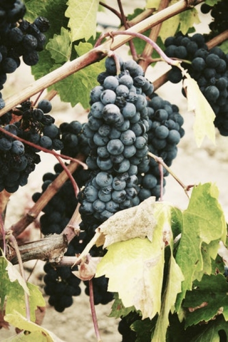 Aglianico del Vulture